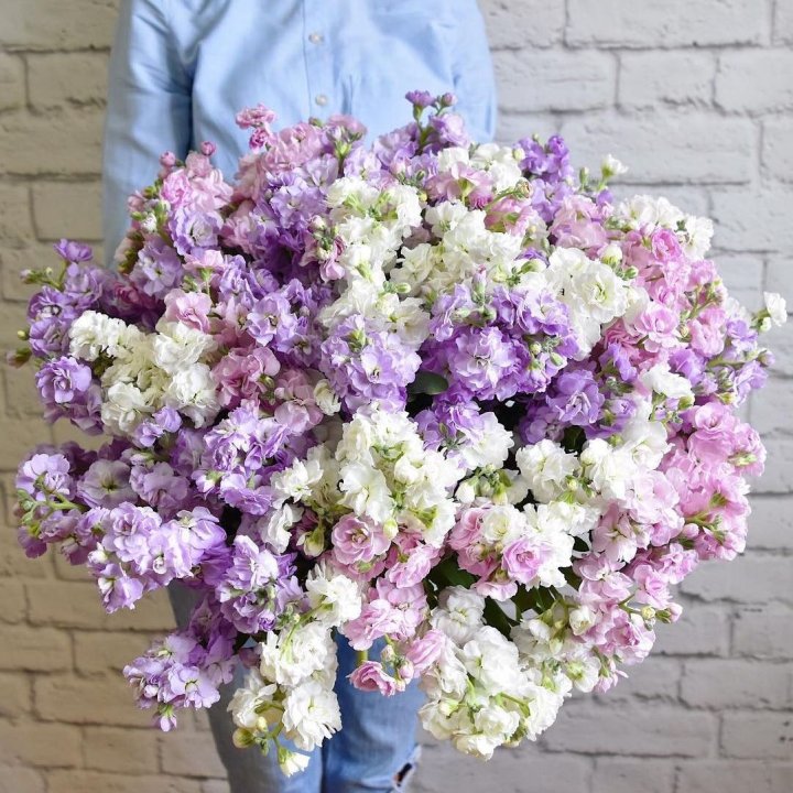 Облако маттиол в Ижевске