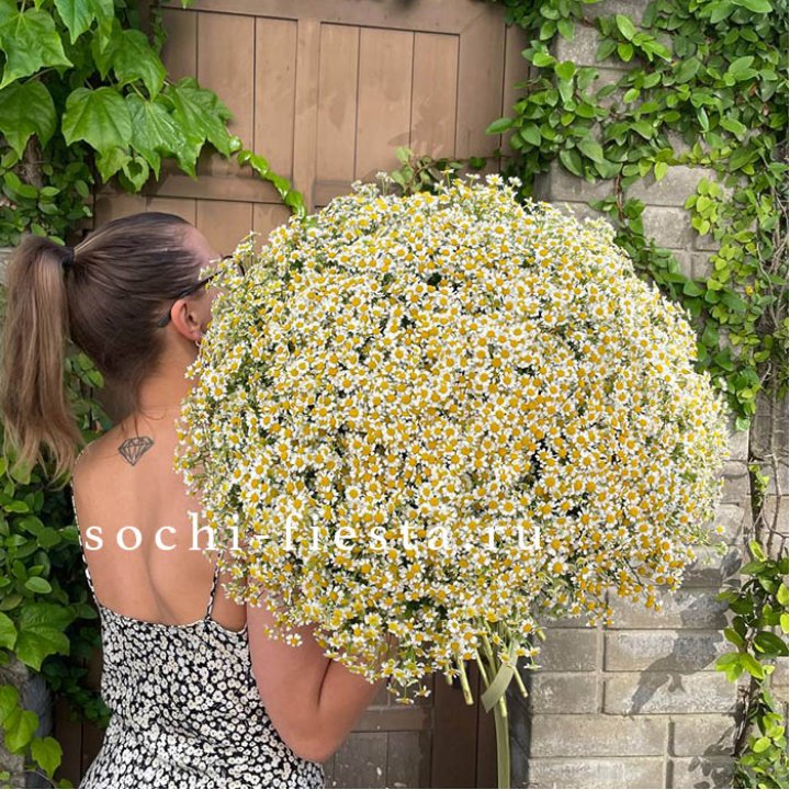 101 ромашка в Ижевске