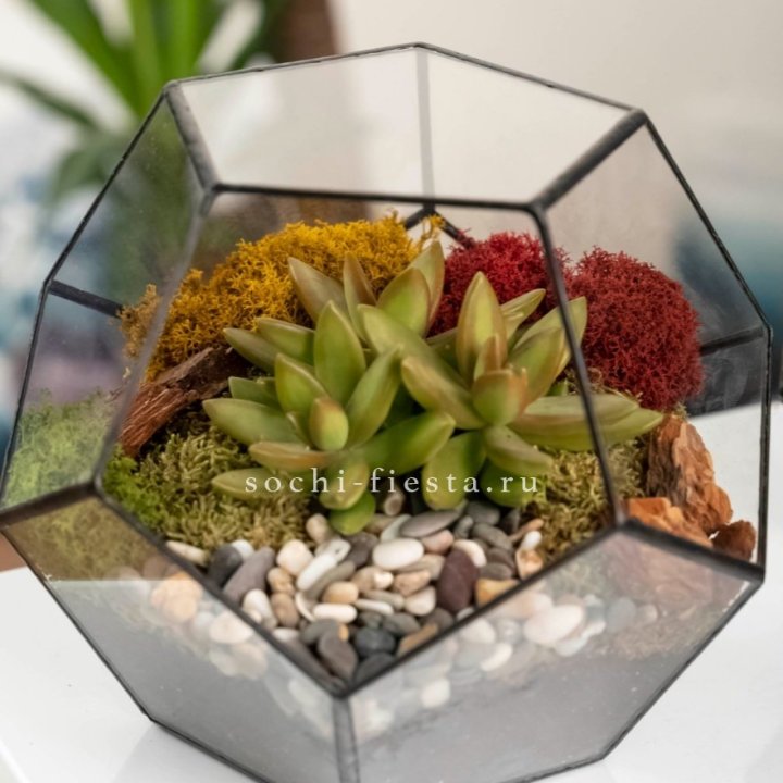 Флорариум “Додекаэдр” с суккулентом Седум в Ижевске