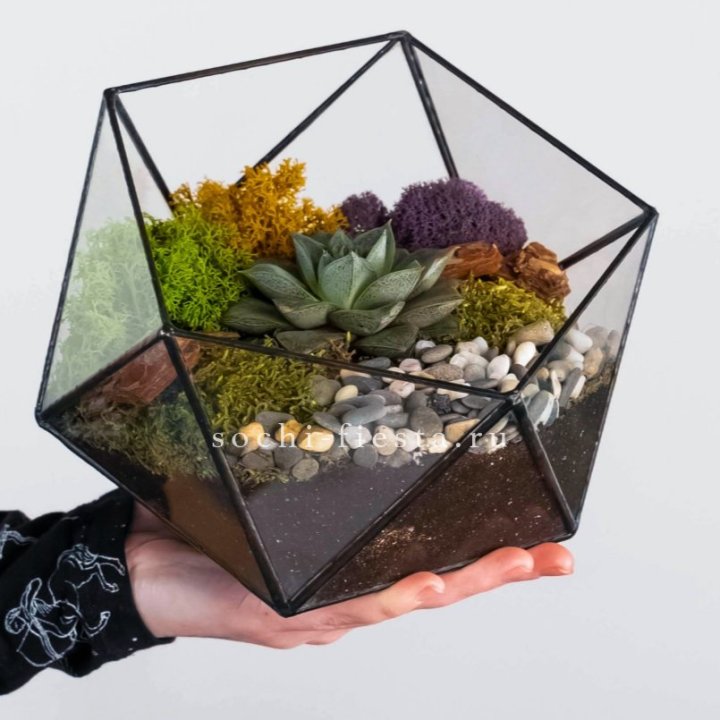 Флорариум “Икосаэдр” с суккулентом Каменная Роза в Ижевске