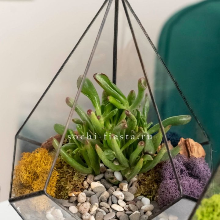 Флорариум “Капля” с суккулентом Крассула Хоббит в Ижевске