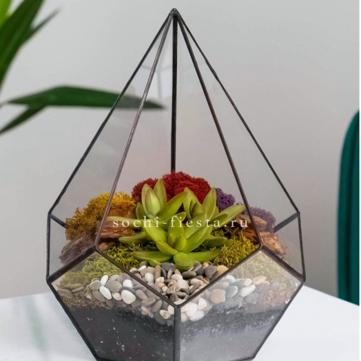 Флорариум Капля с суккулентом в Ижевске