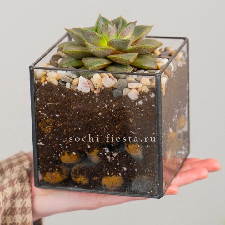 Флорариум Кубик с суккулентом Каменная роза в Ижевске