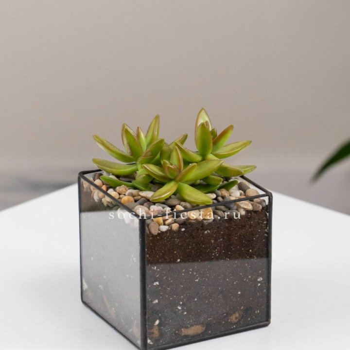 Флорариум Кубик с суккулентом Седум в Ижевске