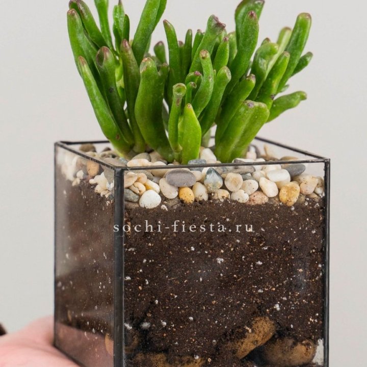 Флорариум Кубик с суккулентом Хоббит в Ижевске
