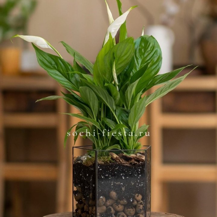 Спатифиллум в кашпо Пятиугольник в Ижевске