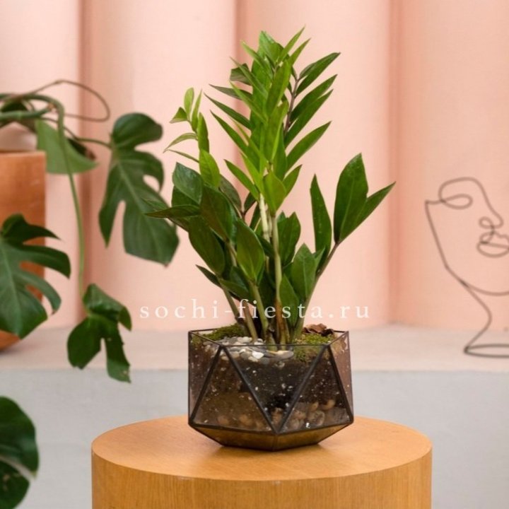 Замиокулькас в кашпо Икосаедр в Ижевске
