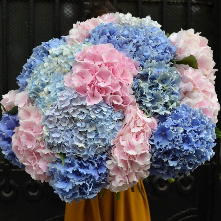 Букет гортензий "Фонтан" в Ижевске