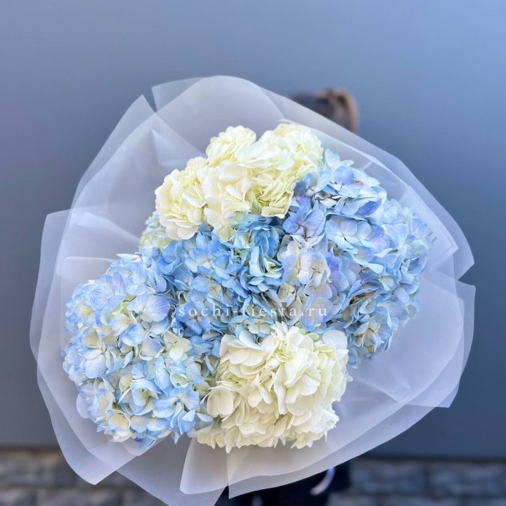 5 бело-голубых гортензий в Ижевске