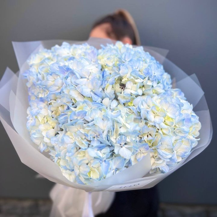 5 голубых гортензий в Ижевске