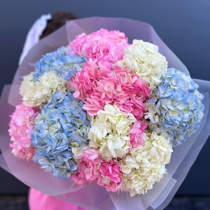 11 гортензий микс в Ижевске