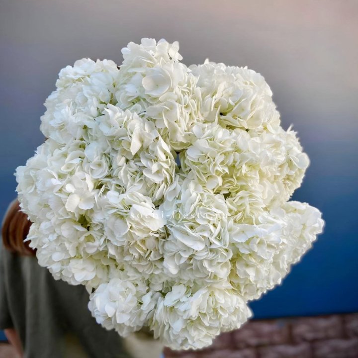 Охапка белой гортензии в Ижевске