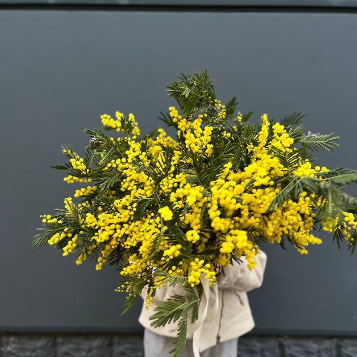 Охопка мимозы в Ижевске