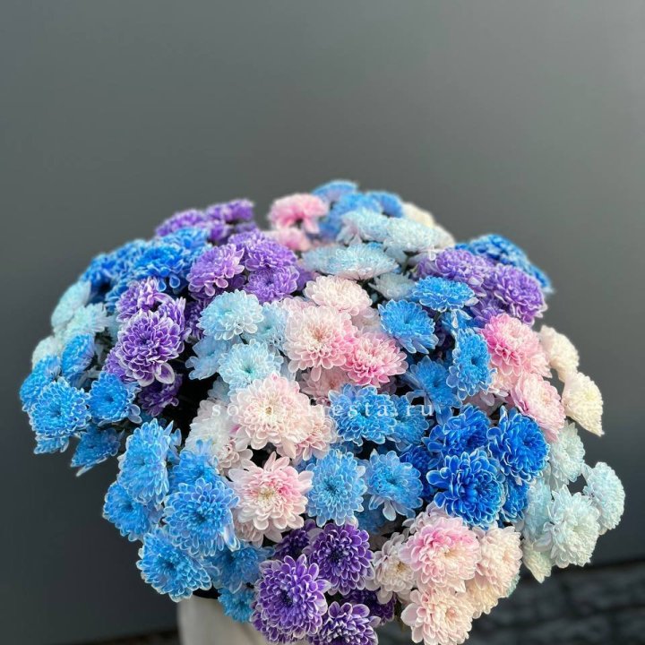 25 цветных хризантем в Ижевске