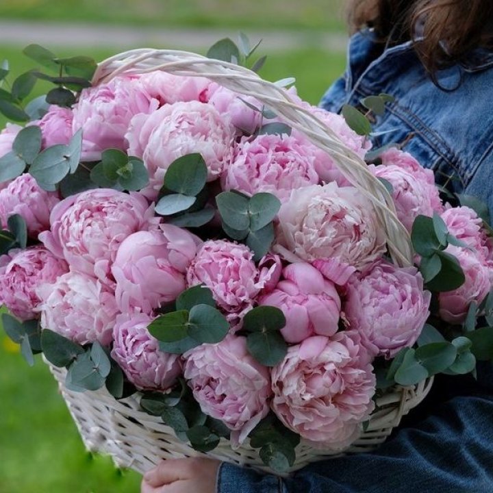 51 пион в корзине в Ижевске