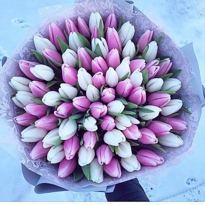 101 тюльпан "Лолипоп" в Ижевске